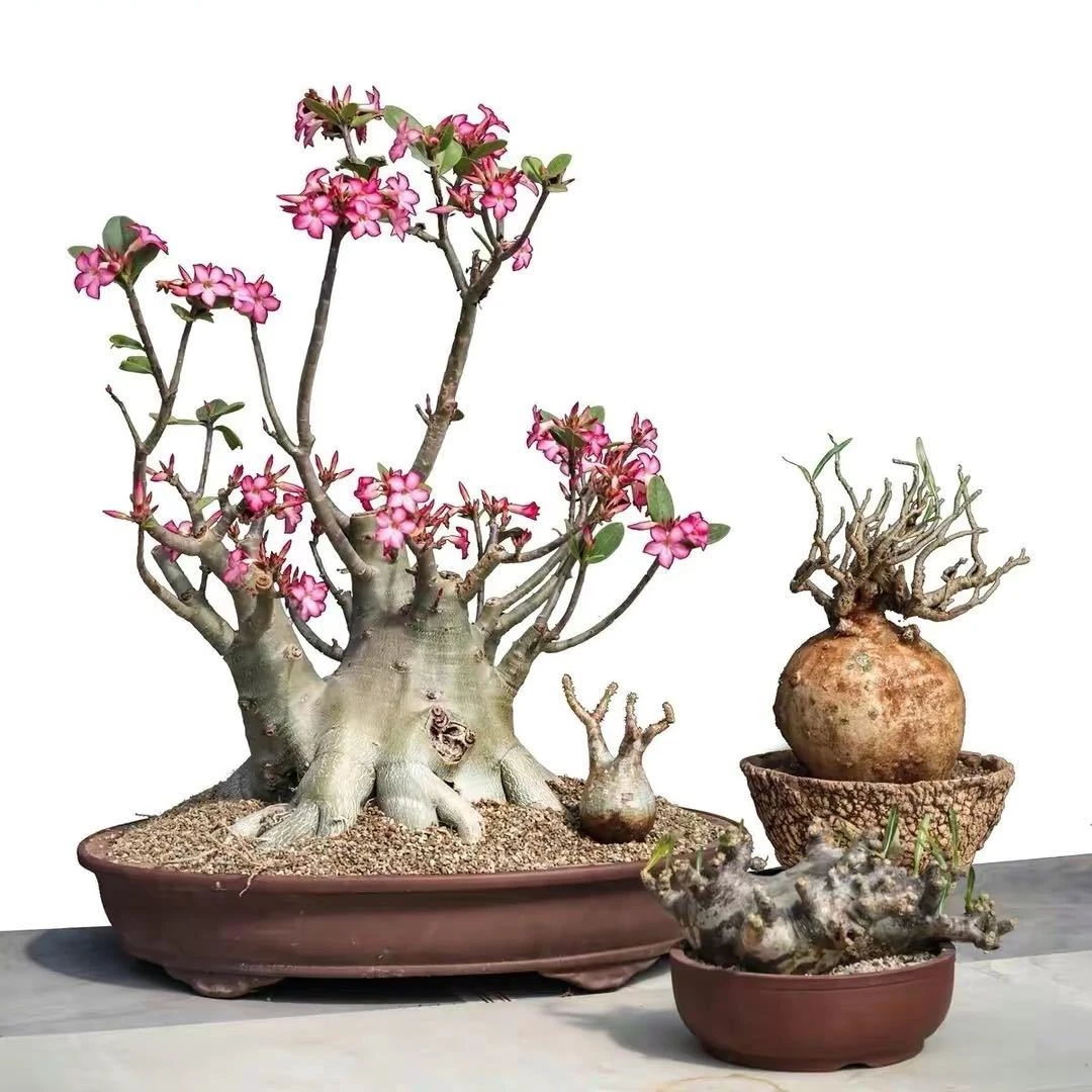 沙漠玫瑰四季开花绿植小盆景以直播为准一物一拍