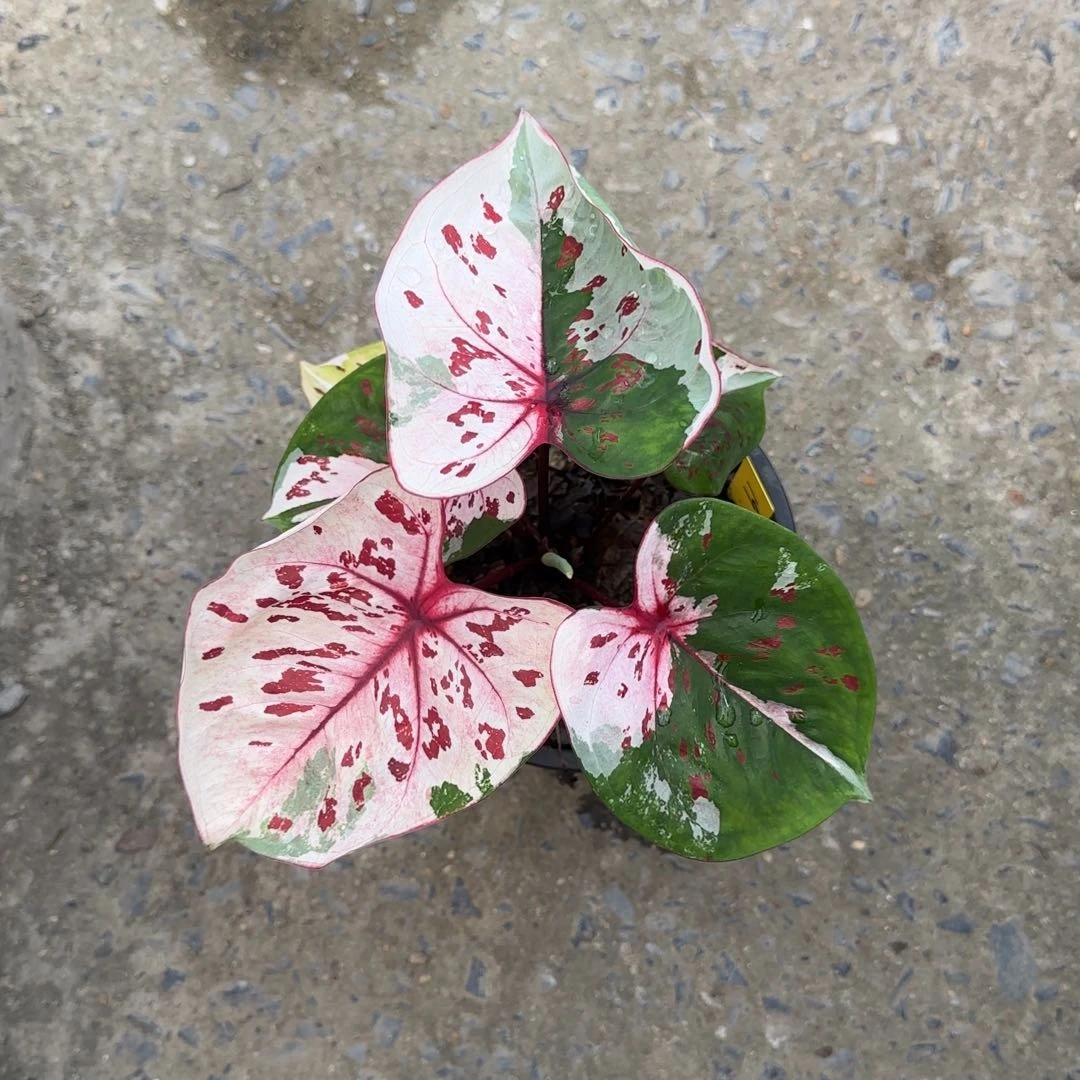 19-0730泰国发货白魔
