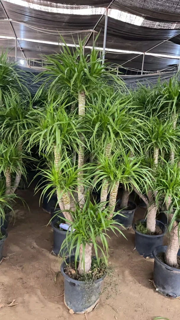 龙血树盆栽多头老桩大型绿植室内装饰