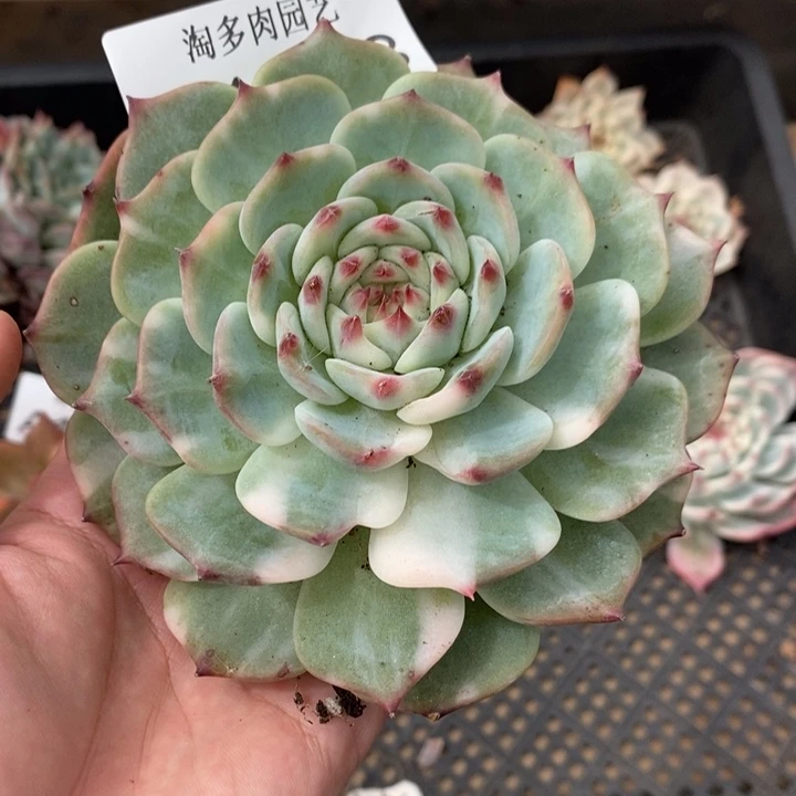 吉娃娃锦多肉植物A1773