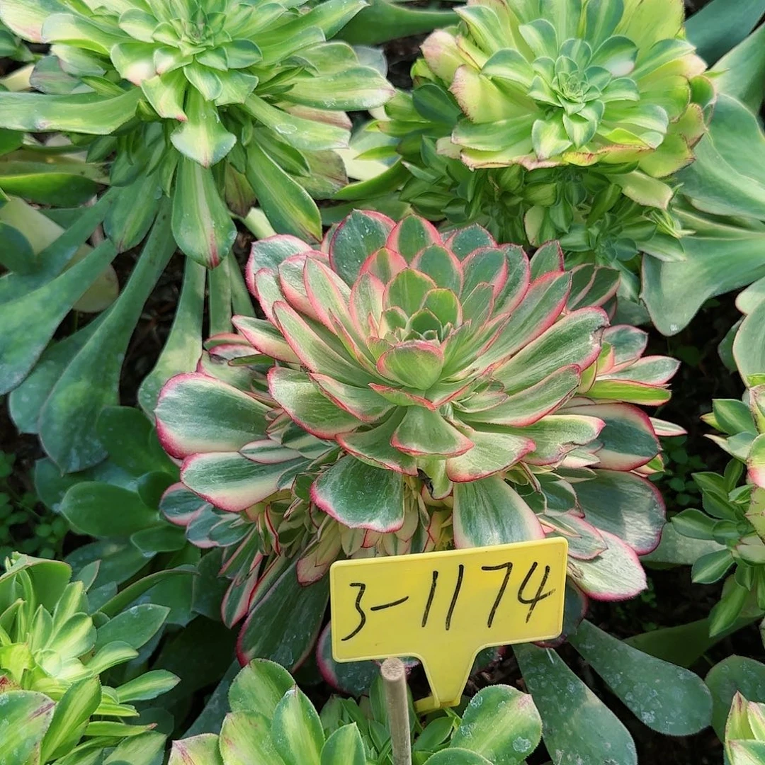 3-1174--+多头多肉植物黑魔