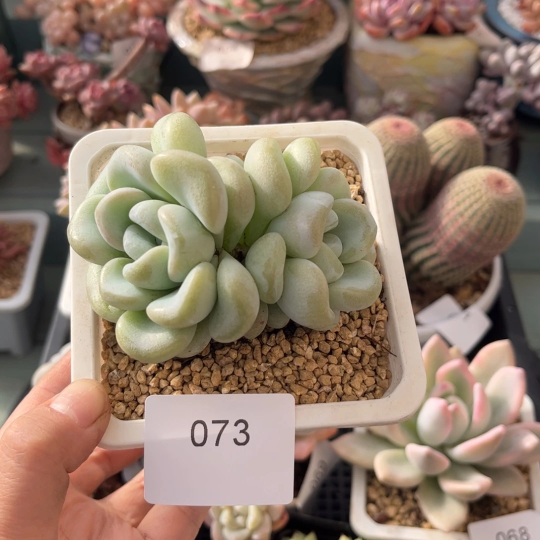 陌***兮073双头玉麒麟多肉