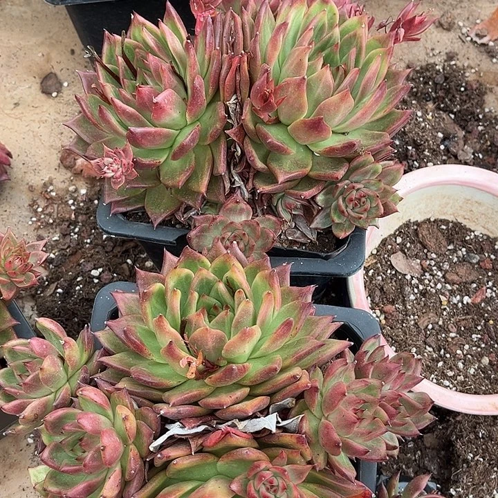 阿姆斯壮2颗25多肉有虫