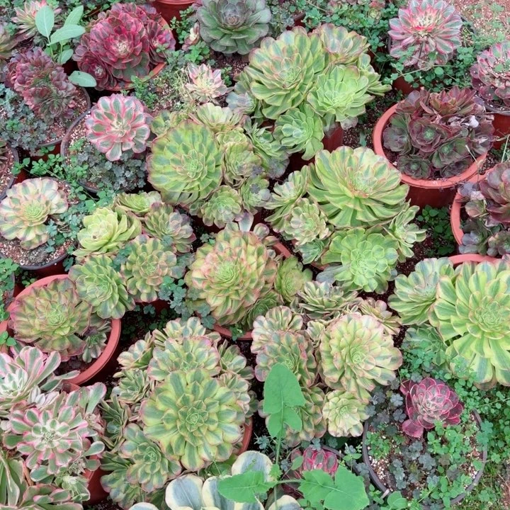 雨荷群生啊啊啊啊