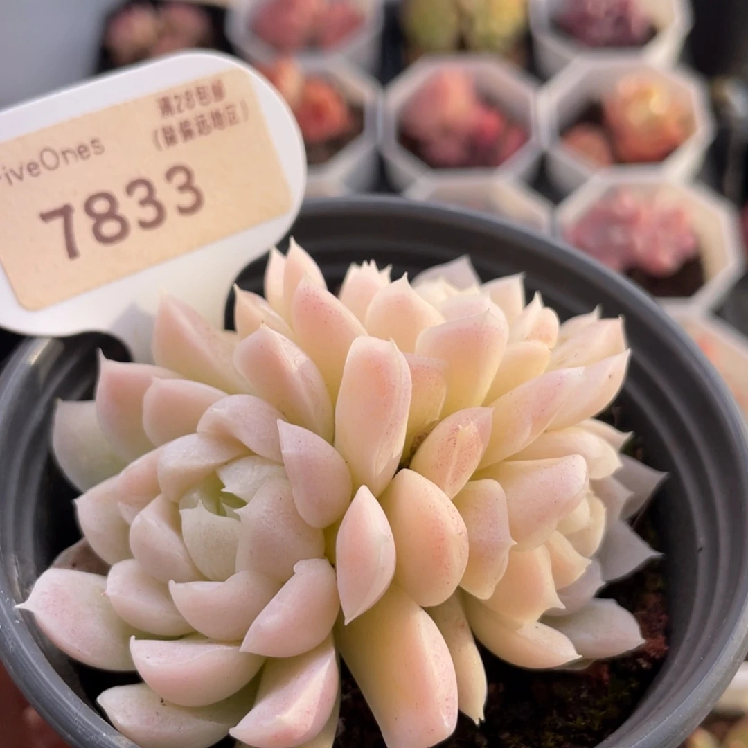 白月影7833-7.0厘米
