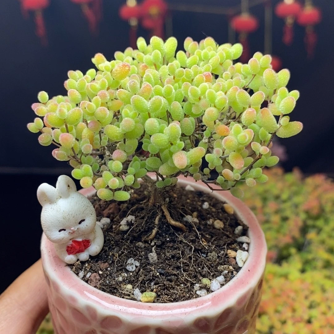 无花朵807号蜜橘糖球枝干（带盆）