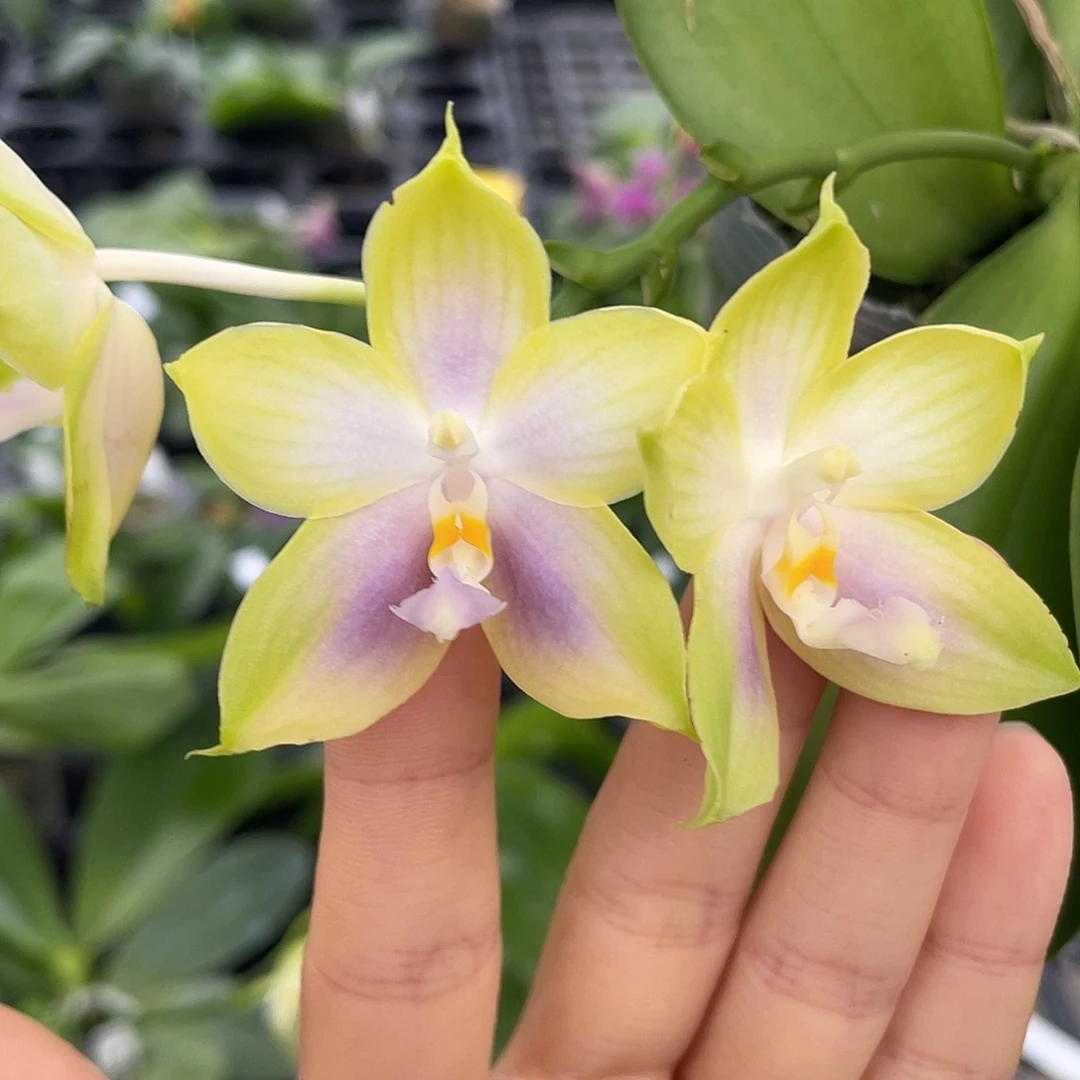 完全开放Yc208开花