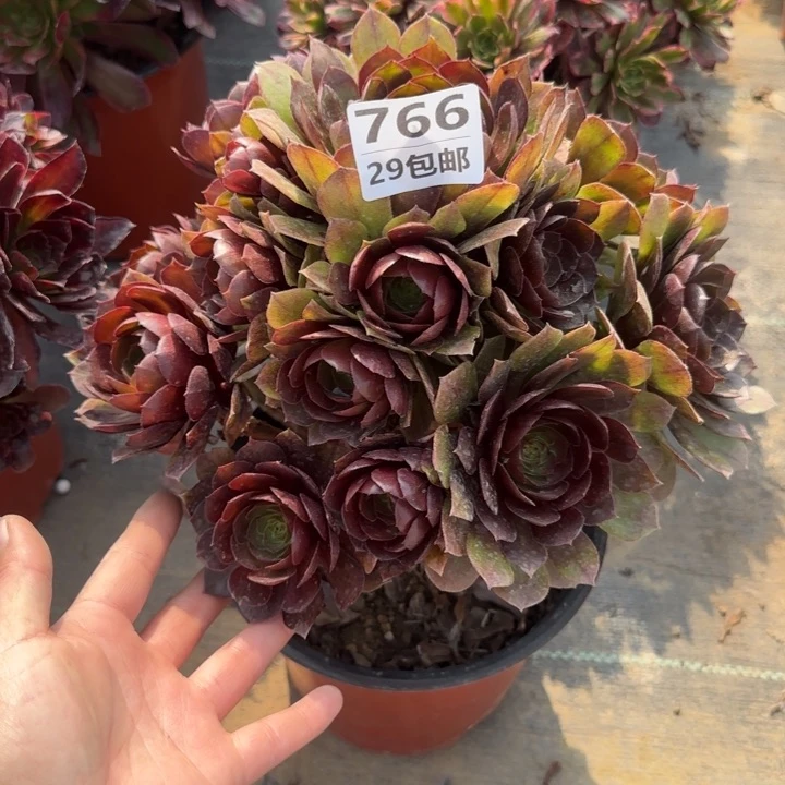 黑魔……多肉植物……