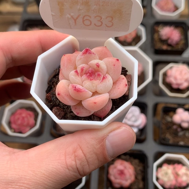 0633 佳人杂 3.5cm