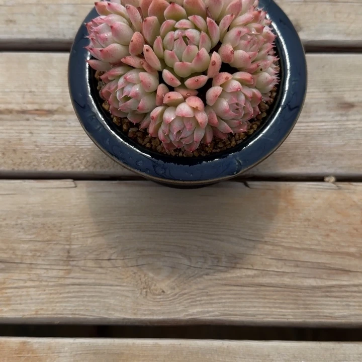 b****室白杂手捧花，花，花深浅