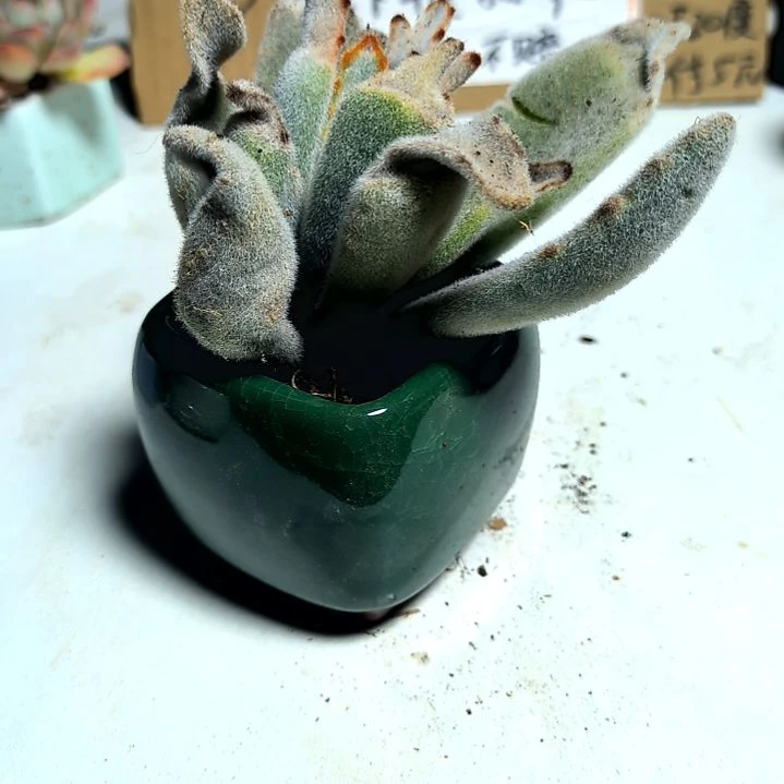 满6元包邮,月兔子大颗