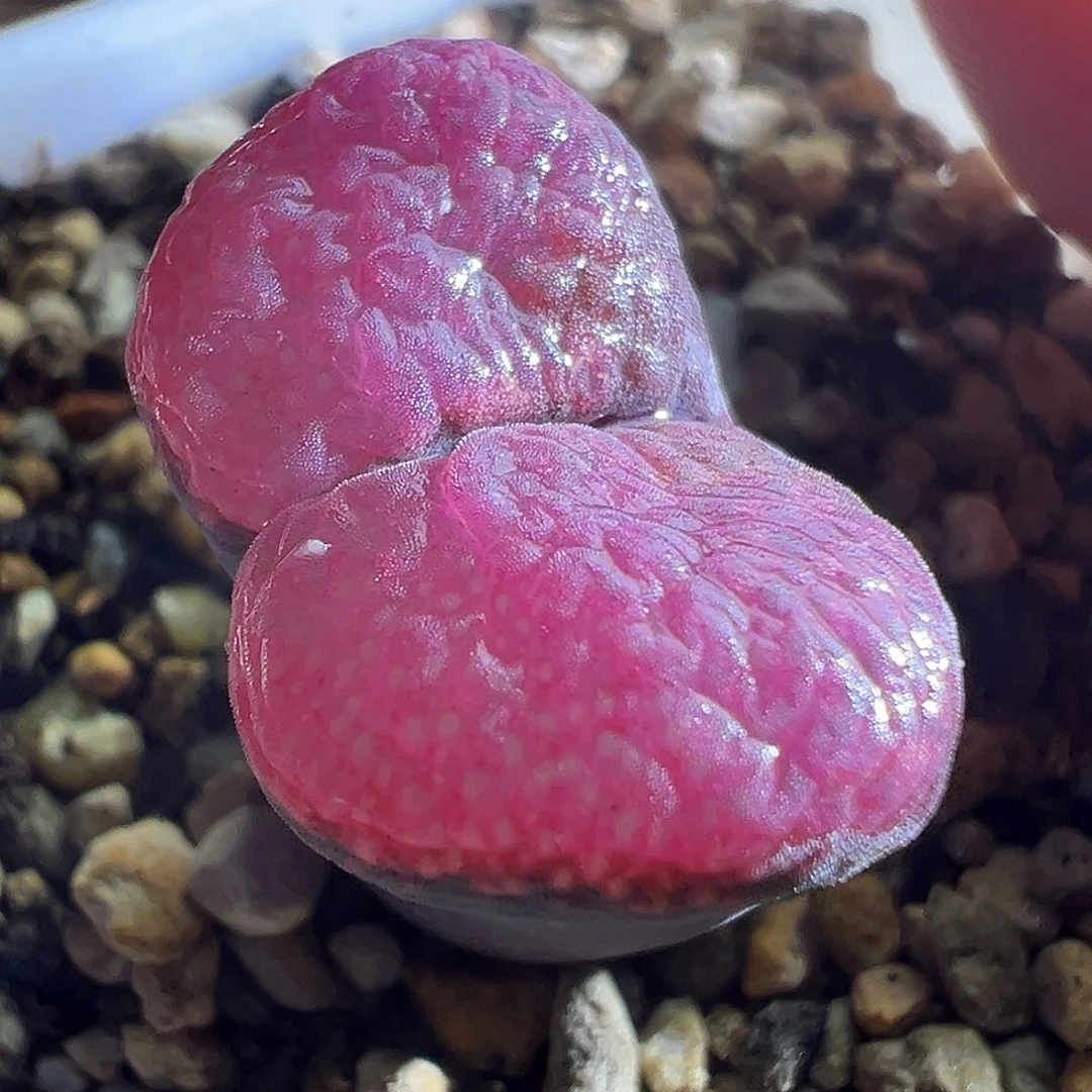 赤焰杂炸福利。
