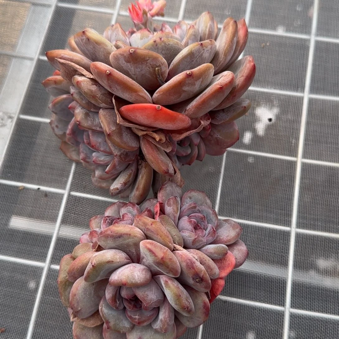 从前慢花园精选多肉石榴籽星影