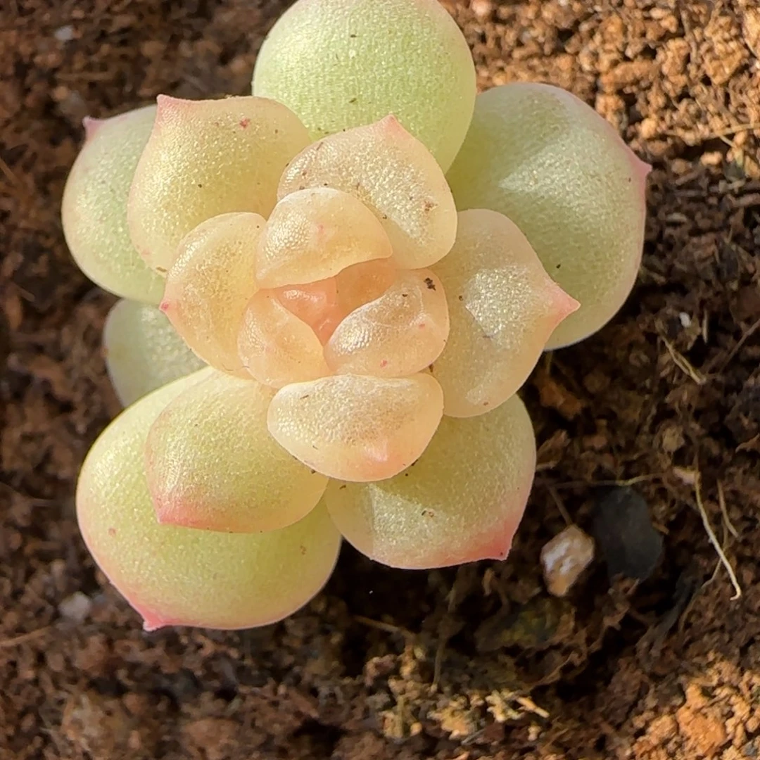 y***玮绝绝子多肉植物一颗