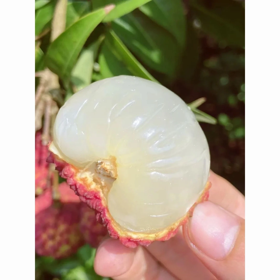 高州三月红枝现摘果酸甜多汁新鲜水果空运包邮新鲜荔枝