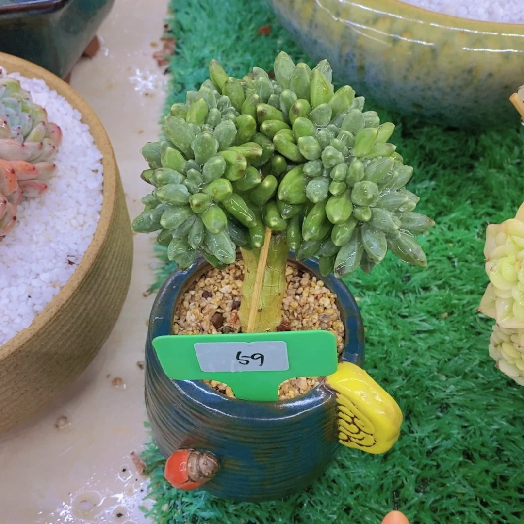 珊开心多肉植物多肉