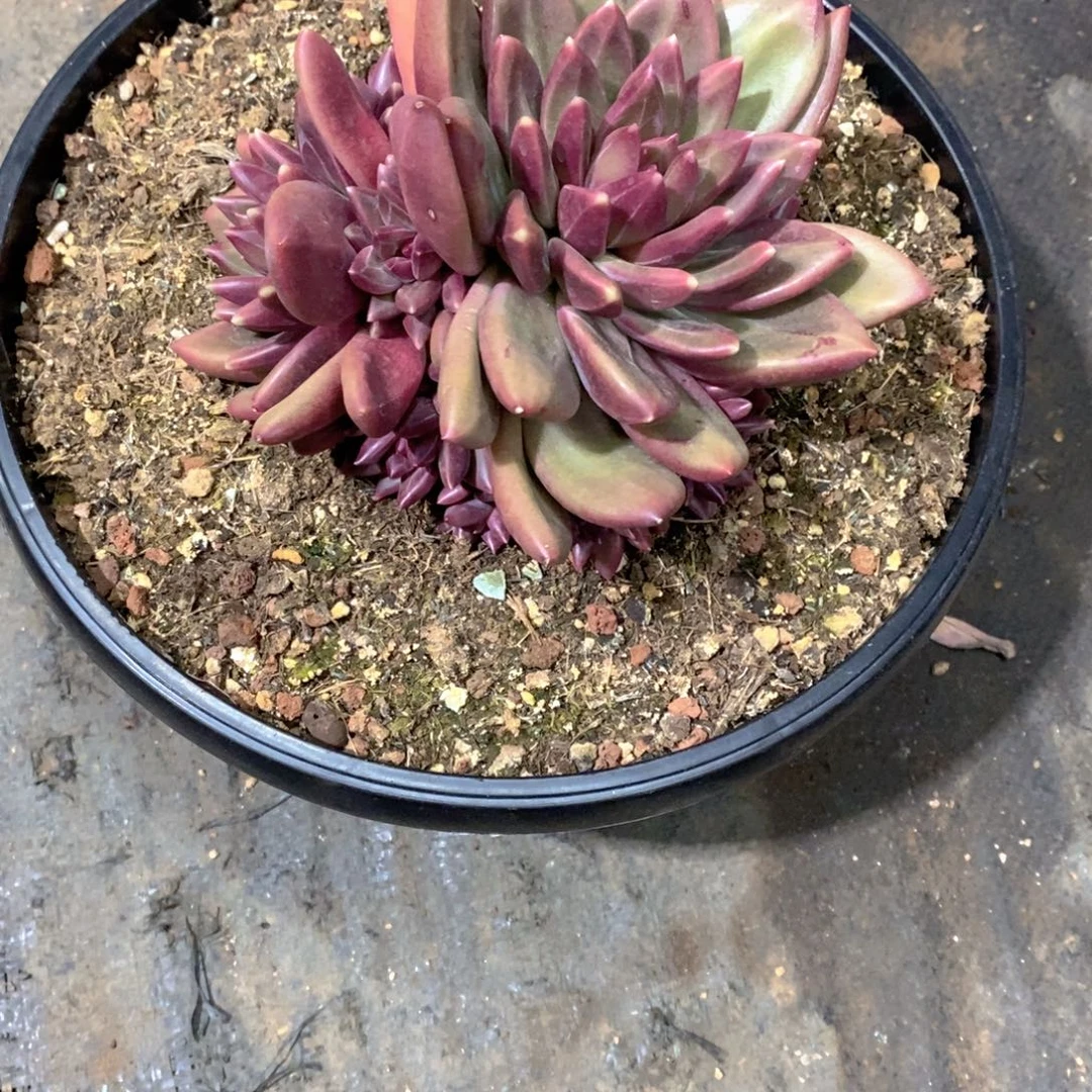 (***寻迷泡泡多肉植物老桩