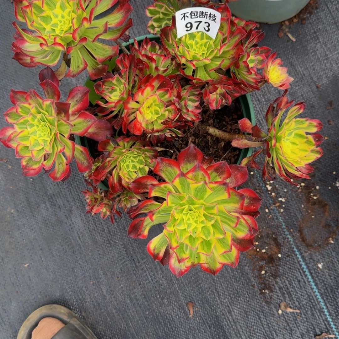 感***心973多肉植物法师号