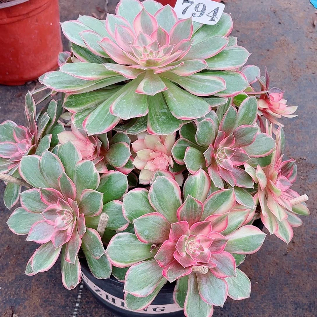 无花朵依*多肉植物黑魔锦794