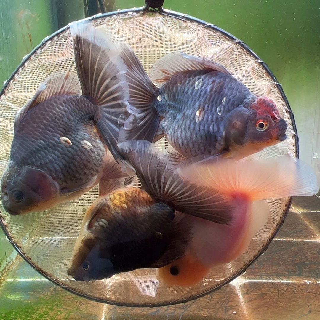 金鱼百褶泰狮压成20