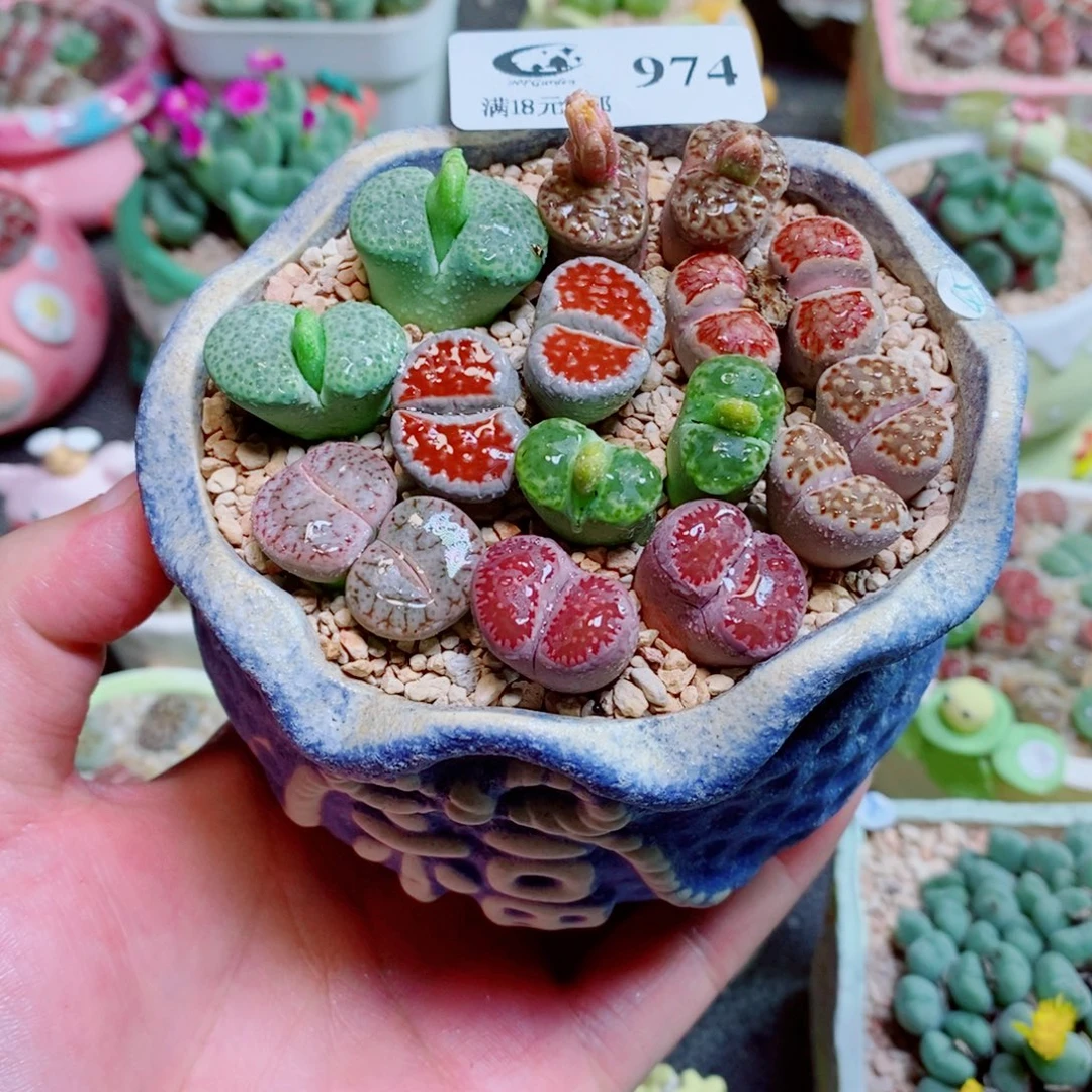 生石花花花花花花花花974