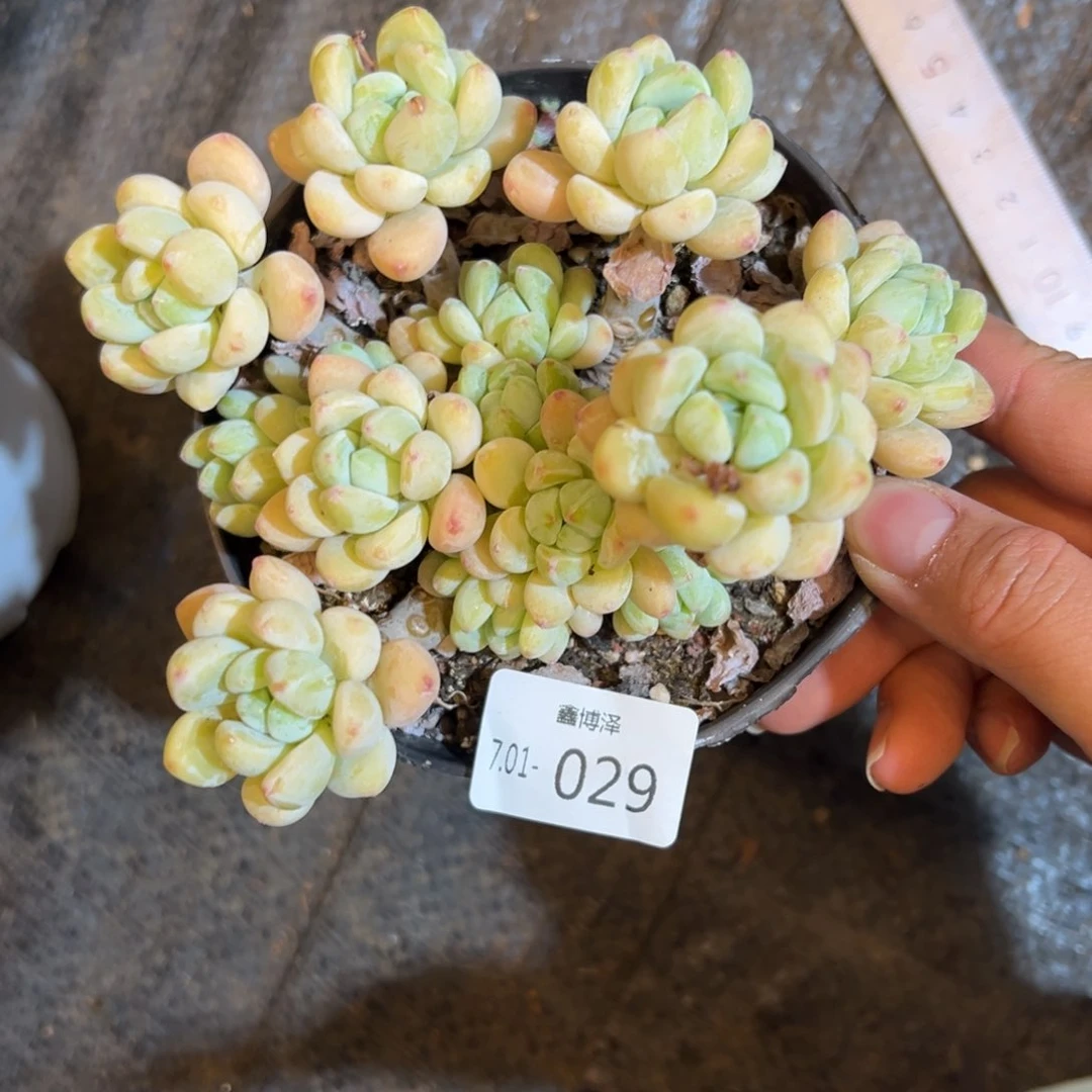 小*?定向7.01-029 樱花萝琦