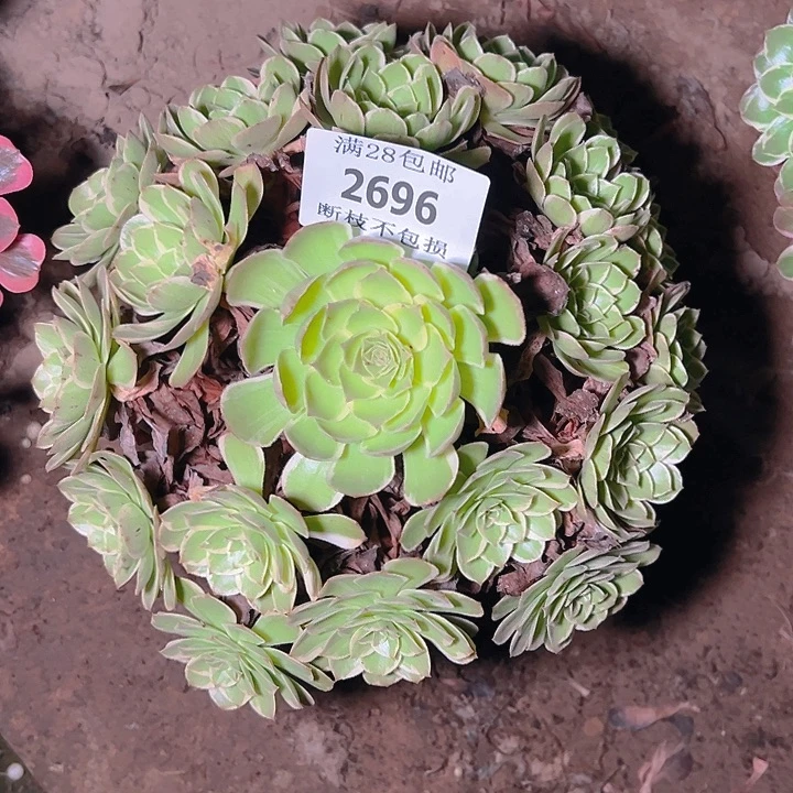 2696莲花座多肉植物