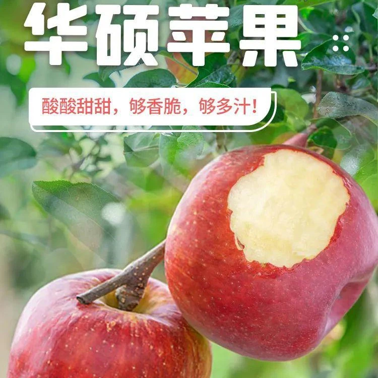 华硕苹果苗  早熟  大果型