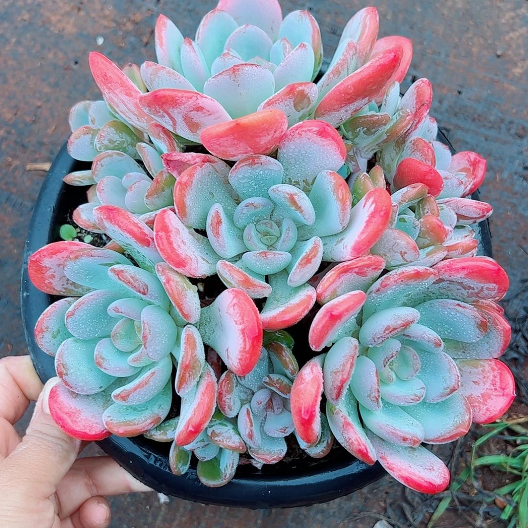 香橙老桩，一物一拍