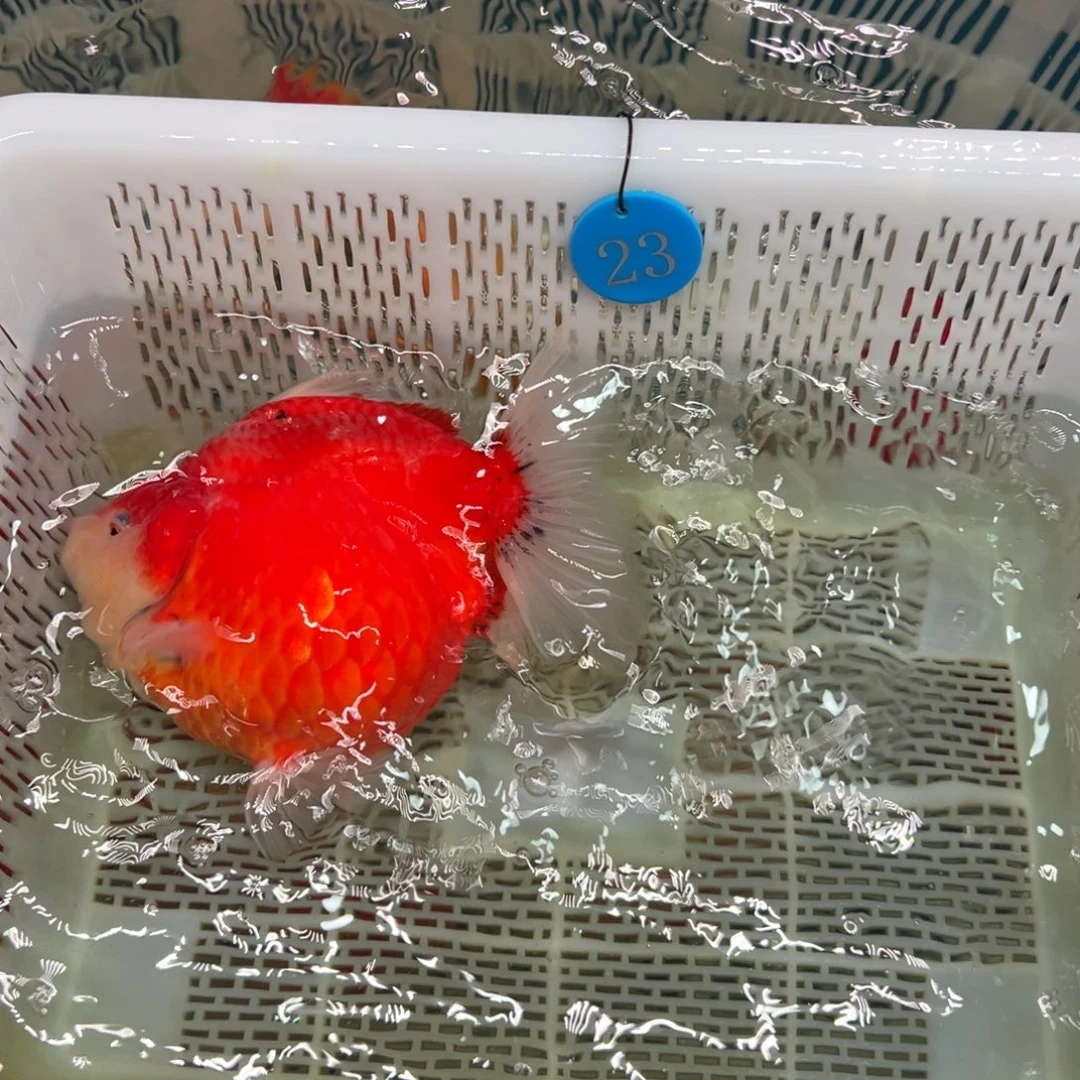 *****金鱼你好吗我好想你啊
