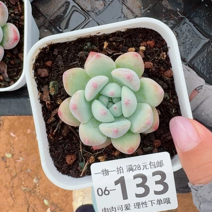 望舒无盆土发货无盆土发货