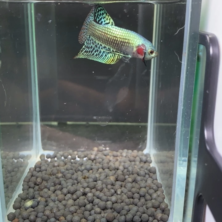 斗鱼泰国斗鱼554号