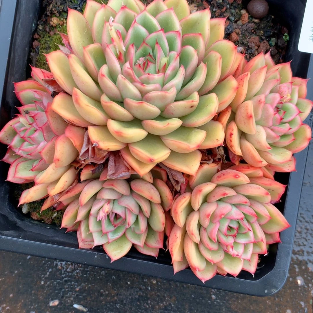 5888杂交精品基地15厘米