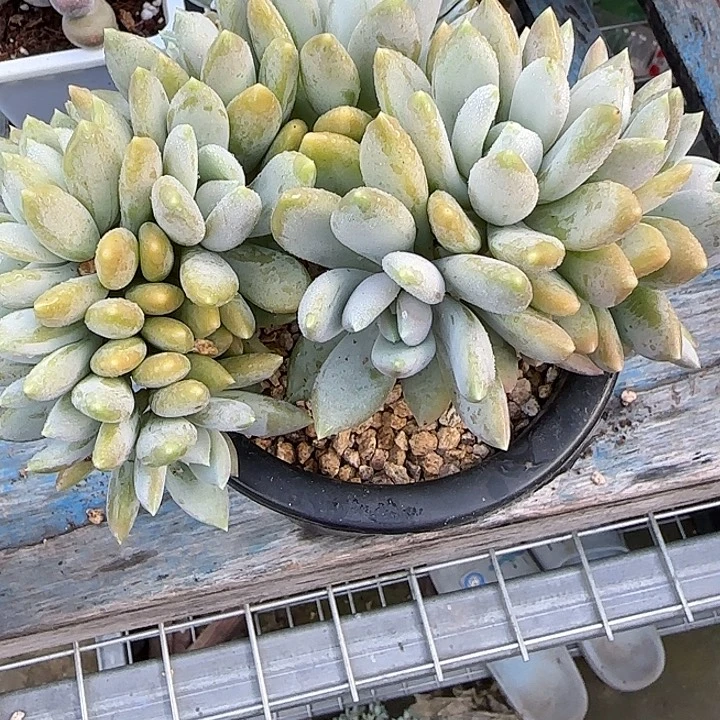 钰****青蛙王子儿童牙膏11
