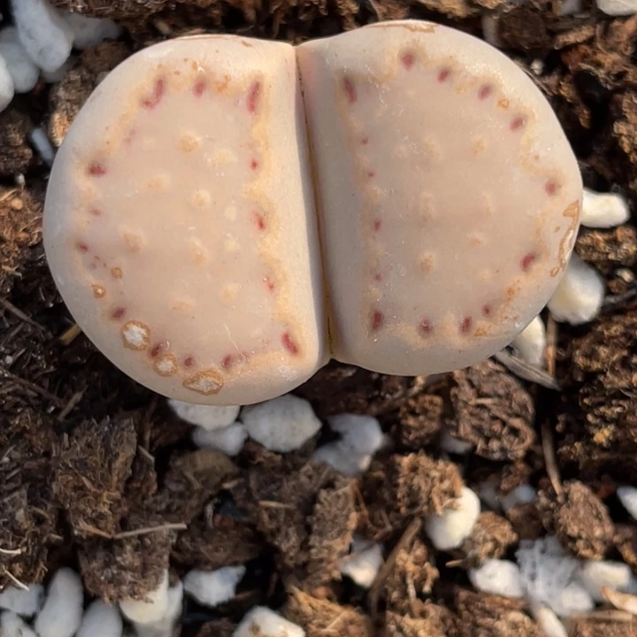 非偏远满20包邮109