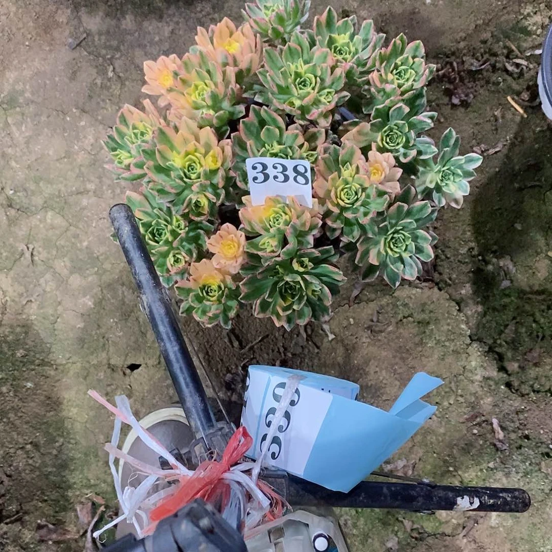 蛋****甜茶锦33多肉法师