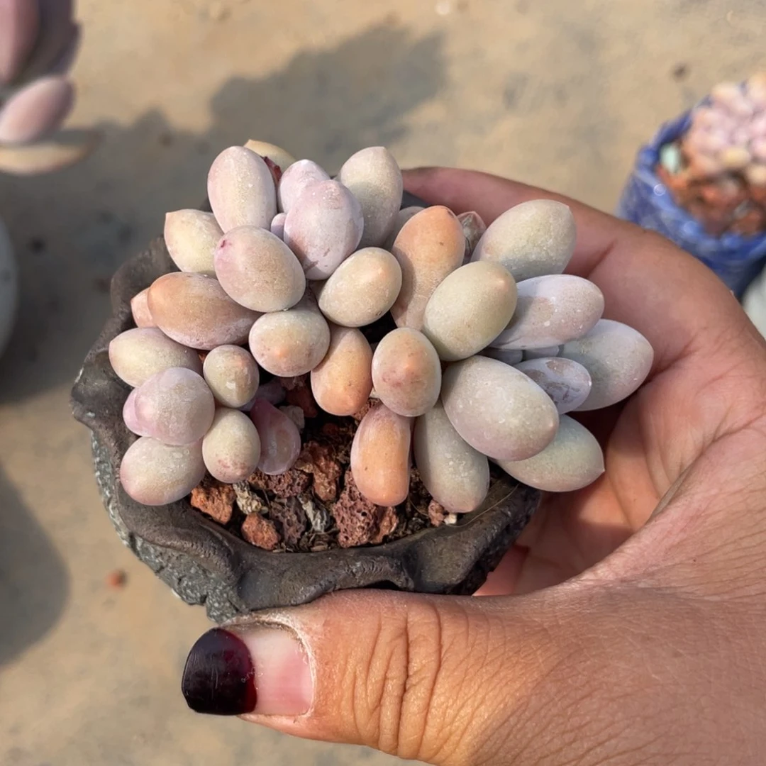 牛*羹雪宝一个福利411