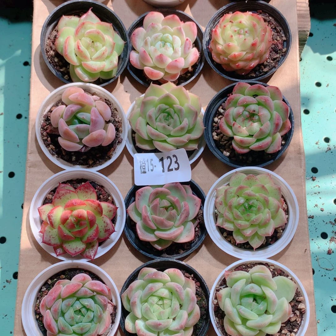 15-123一物一拍多肉带盆18颗