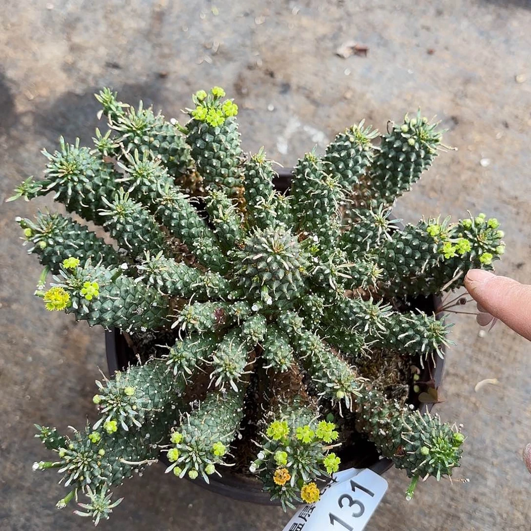 同温层多肉九头龙131