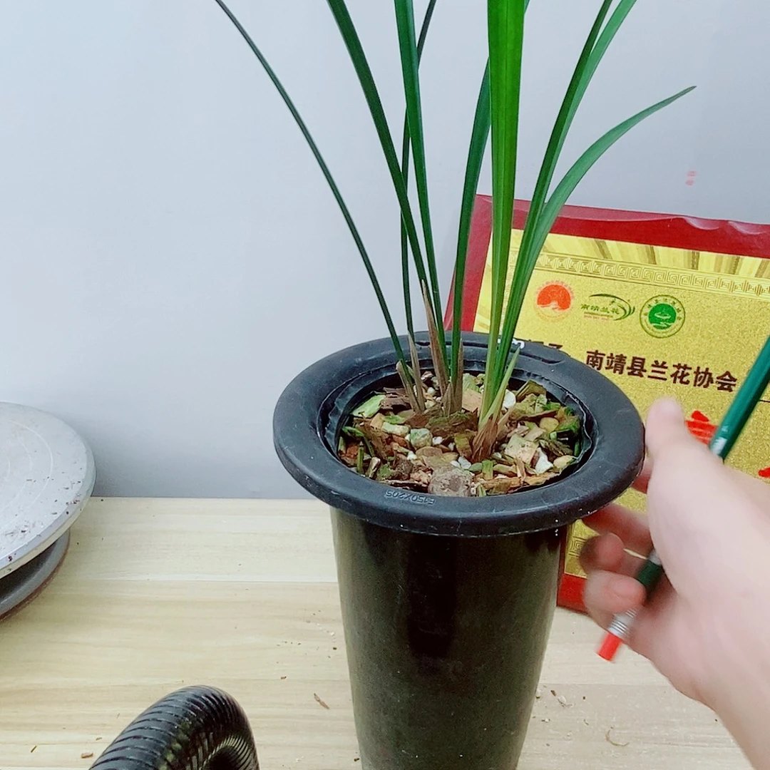 当前无花栽培后可以开花逸