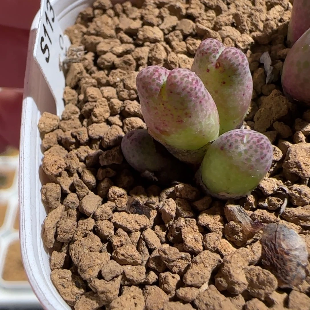 狐***恼肉锥多肉植物组合-147