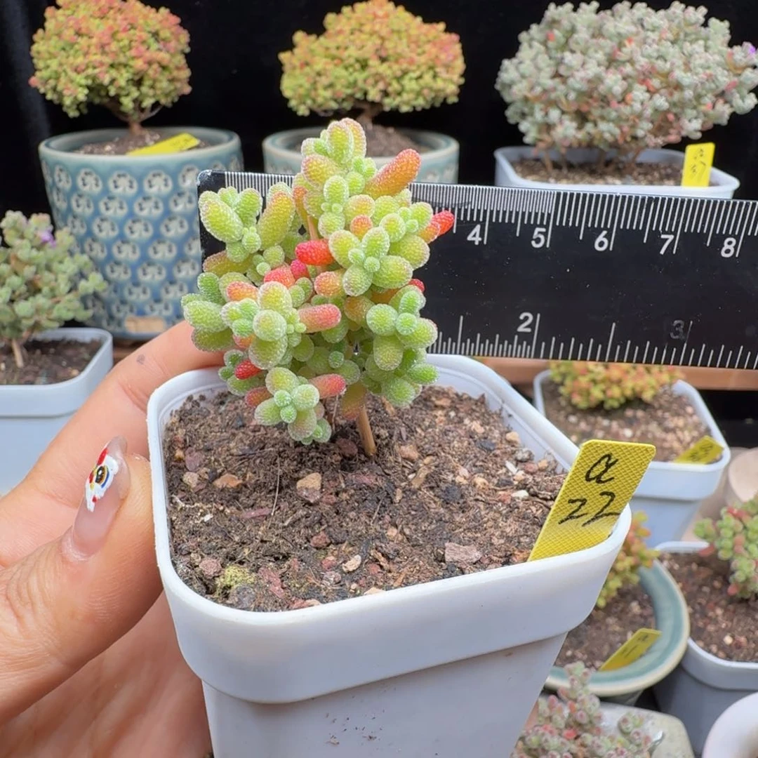 a22号蜜橘杂金桔实生苗