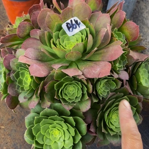 圣罗兰朵朵64多肉不包断