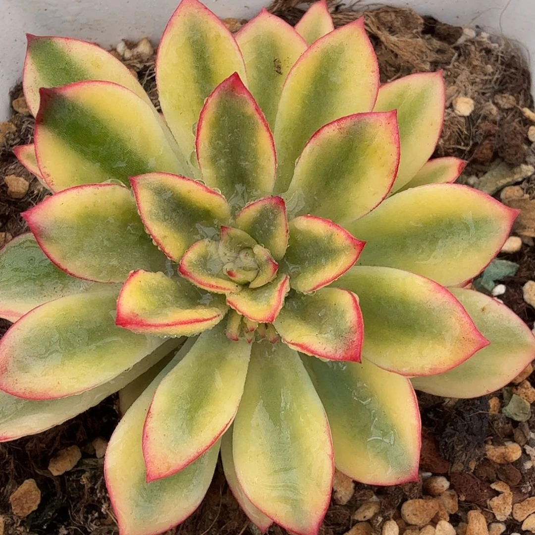 紫梦锦，多肉植物