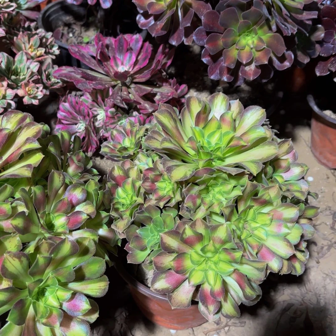 韶华9.9木质老桩多肉