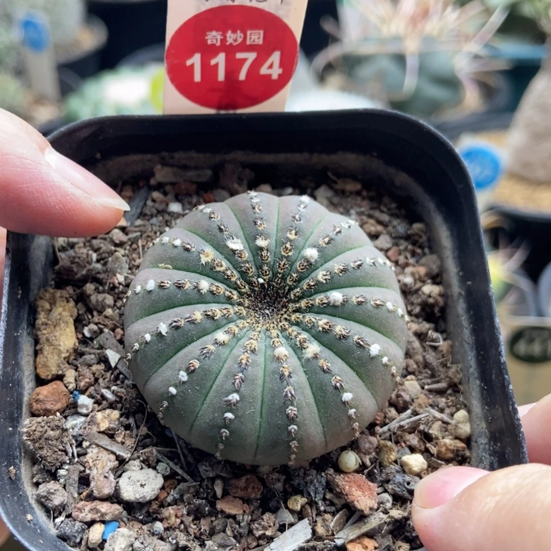实生大型士童4.1cm