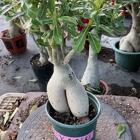 【闪购商品】无花朵一****子