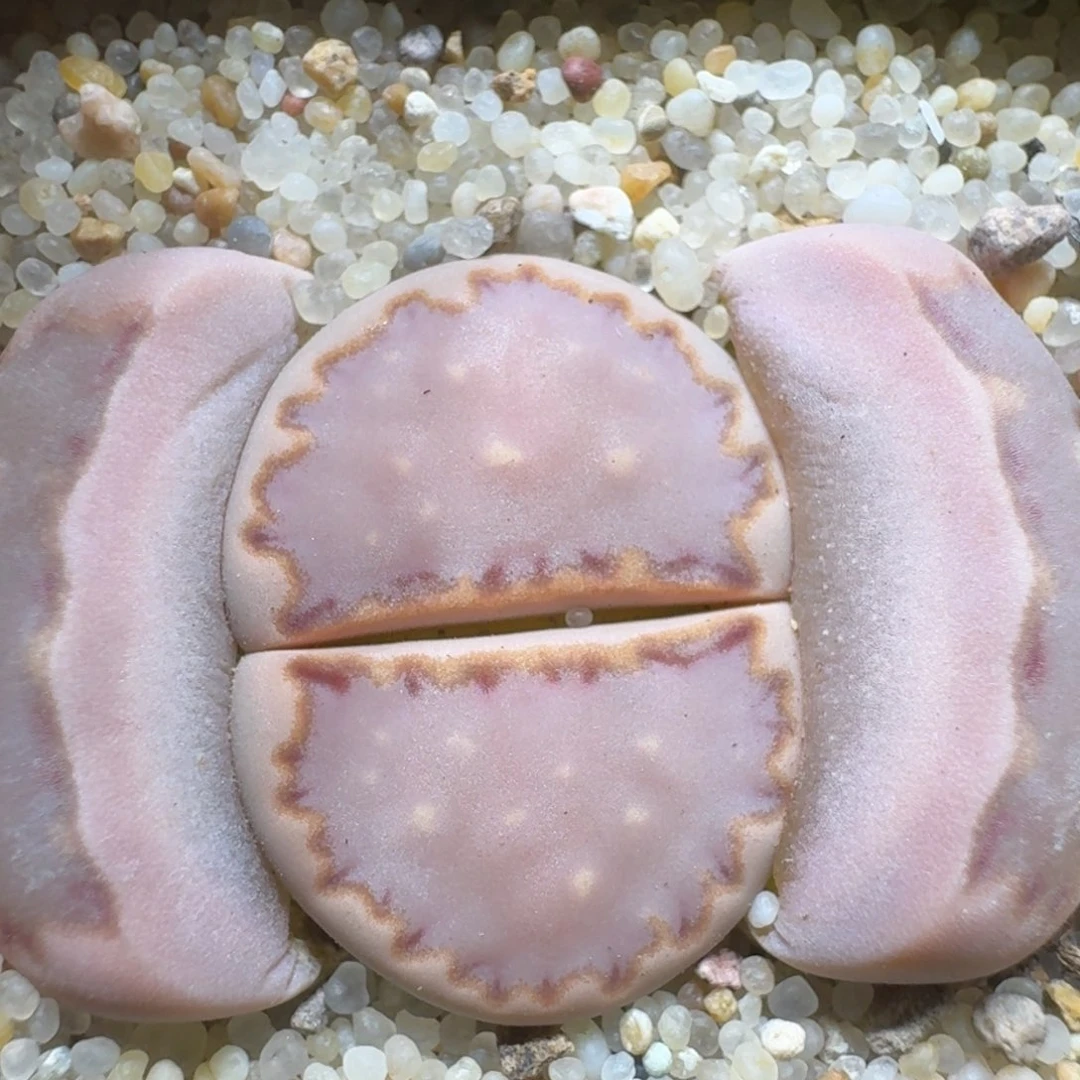 布****40305-55饼干编号s'k