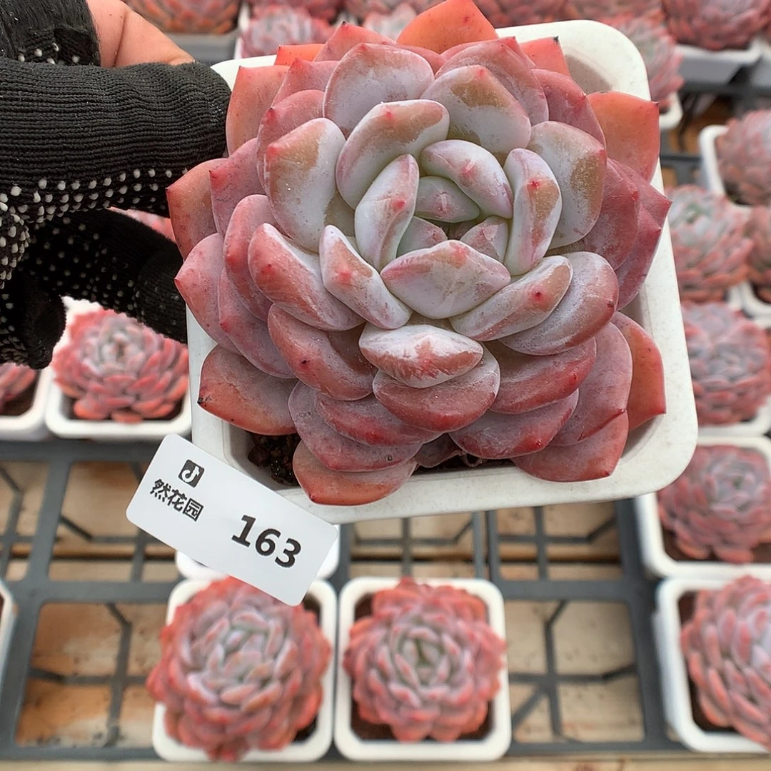 163蒙克多肉植物666