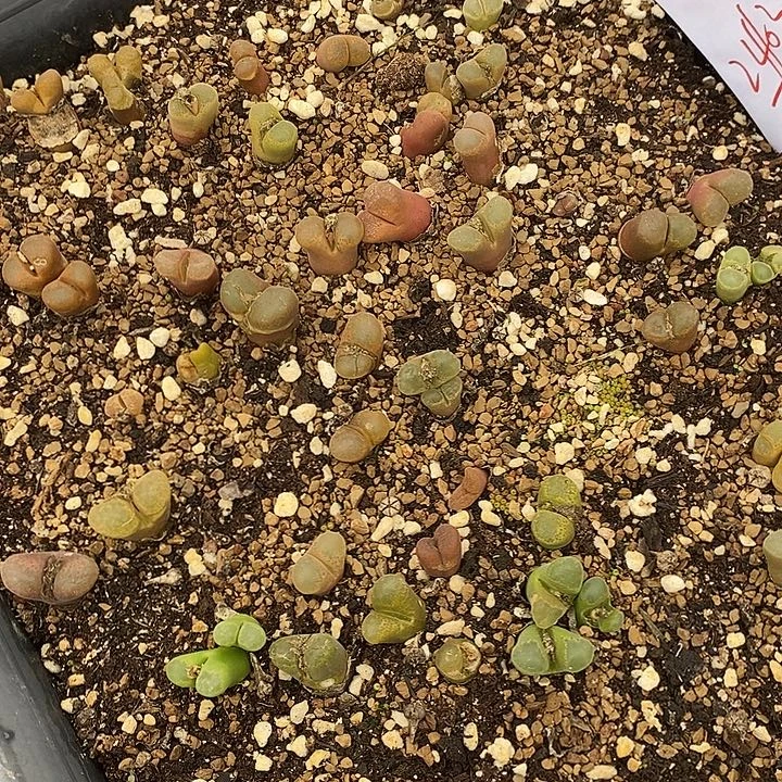 24103清框福利一筐。